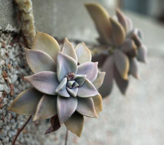 寶石花特點是什么，藥用價值是最大特色