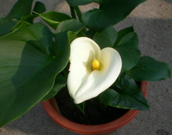 送馬蹄蓮花代表什么，不同顏色不同寓意(最深的祝福)