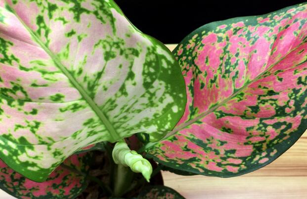 彩葉萬年青有毒嗎，汁液和莖部組織液有毒