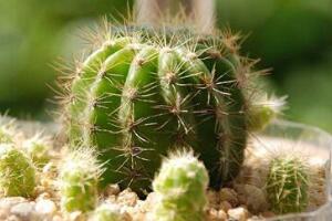 仙人球怎么施肥，仙人球施肥注意事項(xiàng)