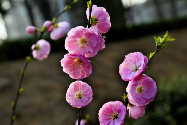 怎么區(qū)分真梅和杏梅
