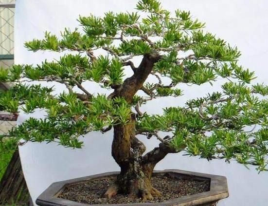 羅漢松盆景怎么養(yǎng)，老農(nóng)總結(jié)八大養(yǎng)殖方法
