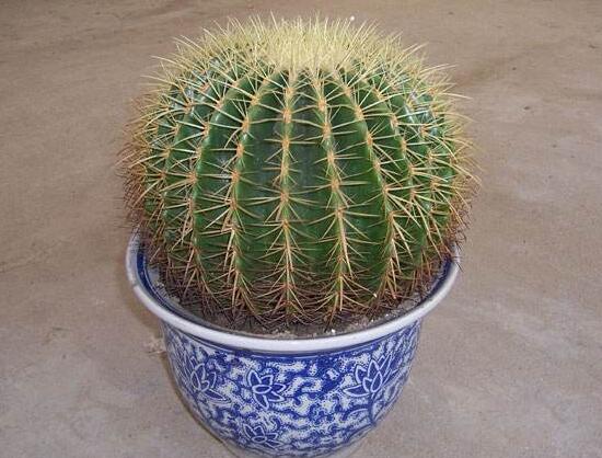 仙人球多久澆次水，仙人球澆水方法