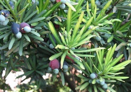 小葉羅漢松的養(yǎng)殖方法，老農(nóng)總結八大簡單易學的養(yǎng)殖技巧