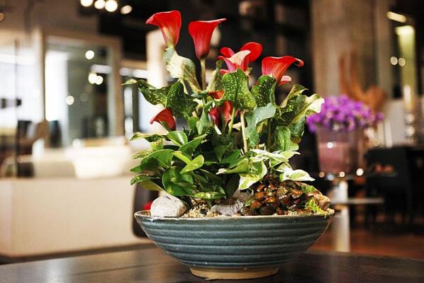 馬蹄蓮夏季的養(yǎng)殖方法，5個步驟可讓馬蹄蓮順利度夏