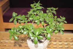 玉樹扦插生根最快方法(枝條扦插：生根快、成活率高)