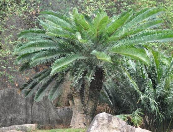 鐵樹有幾種，細數(shù)最好看的六大品種