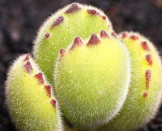 熊童子怎么養(yǎng)出紅爪子，保持足夠光照/做好澆水施肥