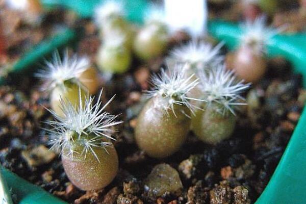 仙人球是怎樣繁殖的，有扦插/嫁接/播種三種方法