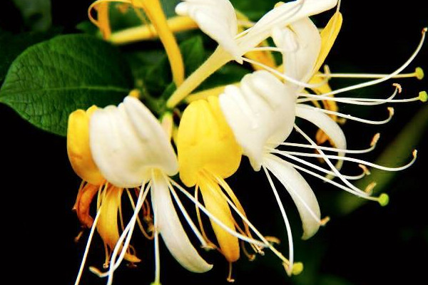 金銀花秋季怎么養(yǎng)護