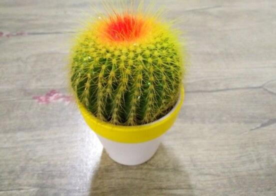 仙人球的寓意，寓意著外表堅(jiān)強(qiáng)而內(nèi)心柔軟