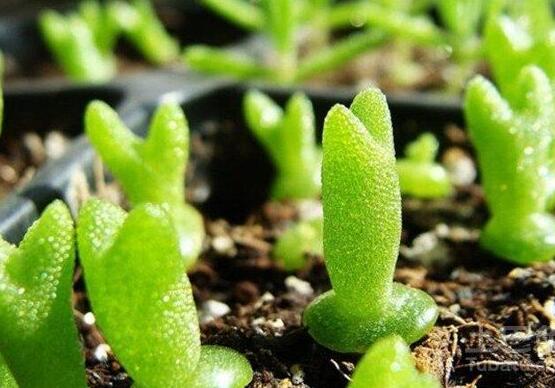多肉碧光環(huán)種子種植，老農(nóng)總結(jié)最簡(jiǎn)單易學(xué)六點(diǎn)基本步驟