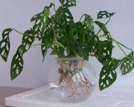 龜背竹水培方法和注意事項，教你超簡單三點步驟/勤換水