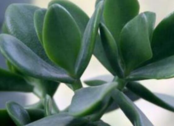 燕子掌能放在室內(nèi)養(yǎng)嗎，能/吸收有害氣體、釋放氧氣(身體健康)