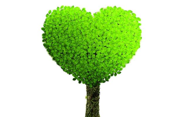 幸福樹(shù)用什么土，用園土、腐殖土和沙子配制