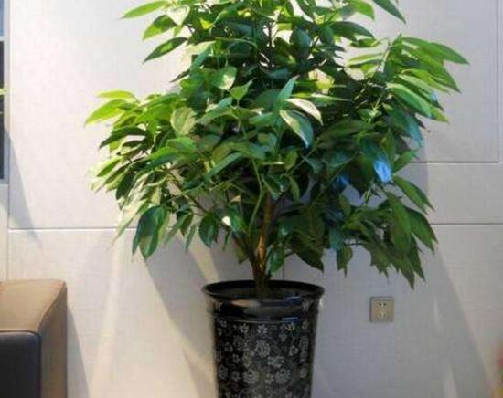 平安樹(shù)夏天怎么澆水，平安樹(shù)夏天多久澆一次水