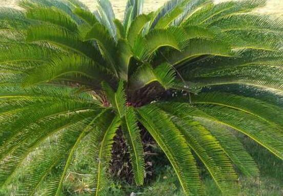 為什么蘇鐵不長新葉子，教你三種最直觀有效解決辦法