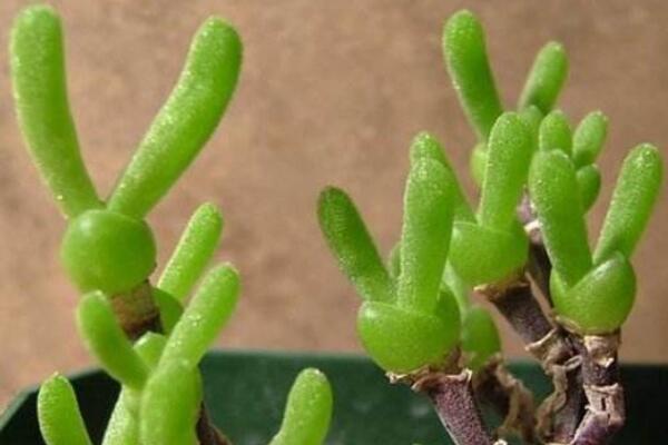 碧光環(huán)花語是什么，碧光環(huán)—可愛的精靈