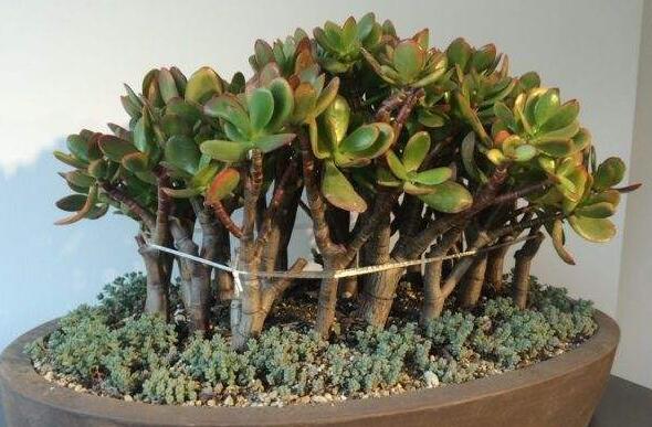 玉樹用什么土壤，最好使用沙土栽種