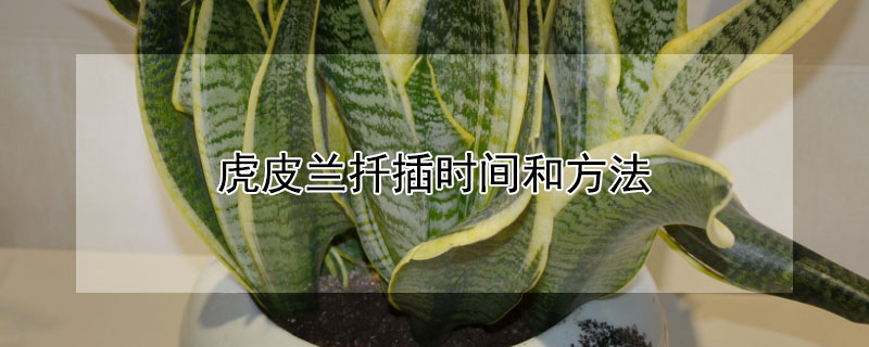 虎皮蘭扦插時(shí)間和方法