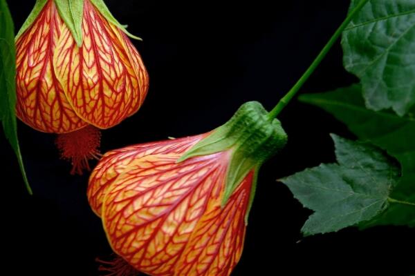 懸鈴花如何過(guò)冬