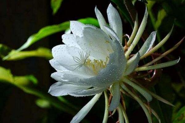 曇花要養(yǎng)幾年才開花，養(yǎng)殖三年左右才能開花