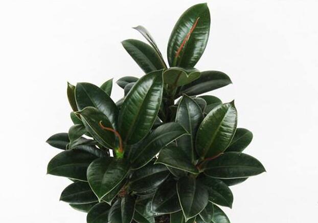 橡皮樹適合在室內(nèi)養(yǎng)嗎，適合/天然的綠色吸塵器