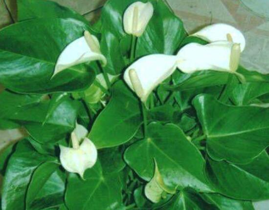 一帆風(fēng)順花期，大多數(shù)在5-8月開花(一年四季均可開花)