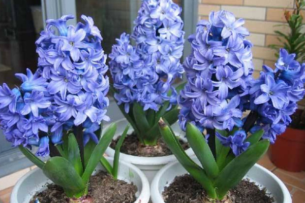 風(fēng)信子花謝后怎么處理，繼續(xù)栽培或冷藏保存種球