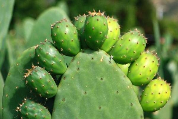 仙人掌去甲醛嗎，去甲醛效果一般，主要能力是吸收輻射