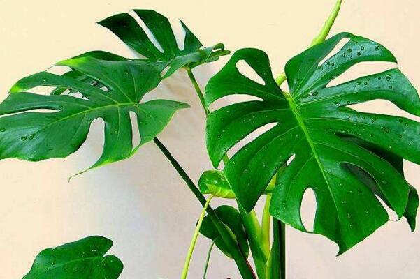 龜背竹一盆養(yǎng)幾棵好，根據(jù)花盆的大小形狀來(lái)決定