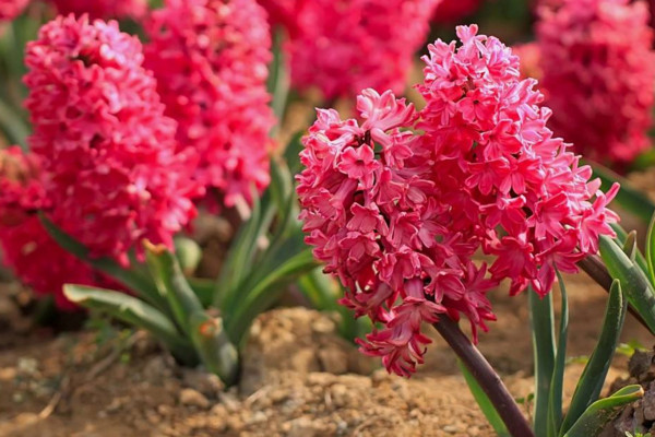 風(fēng)信子花的花語