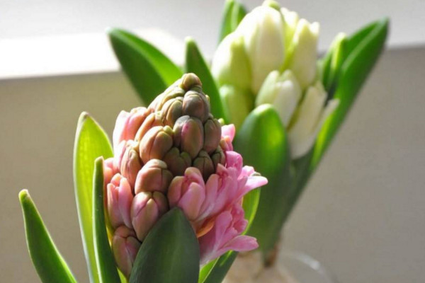 水培風(fēng)信子有毒嗎，有毒要避免接觸皮膚