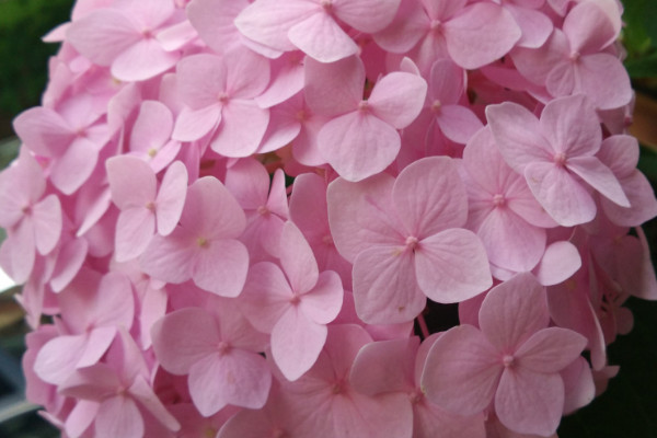 繡球花和瓊花的區(qū)別