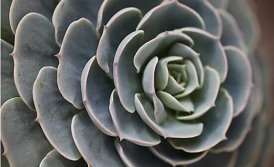 寶石花的花語是什么，代表著一種永不凋謝的愛、大富大貴