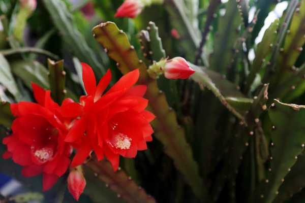 令箭荷花的養(yǎng)殖方法和注意事項(xiàng)，保障優(yōu)良的通風(fēng)性