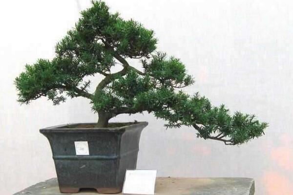 羅漢松的養(yǎng)殖方法，以下6步是關(guān)鍵