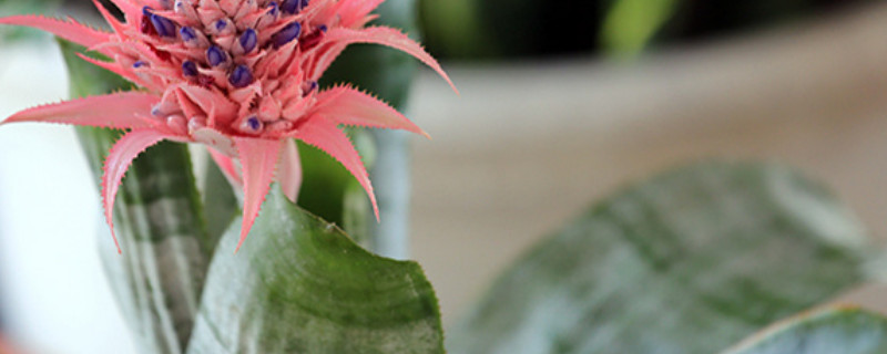 虎皮蘭夏天能曬太陽(yáng)嗎