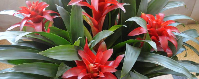 鴻運當(dāng)頭怎么養(yǎng)才紅