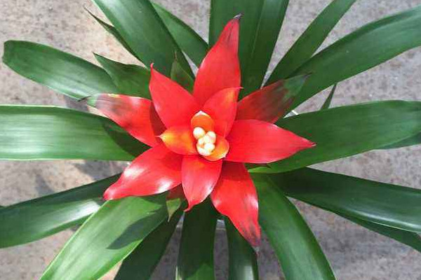 鴻運當(dāng)頭的花有毒嗎