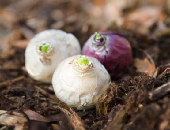 風(fēng)信子種球發(fā)霉怎么辦，涂抹滅菌靈、保持創(chuàng)面干燥