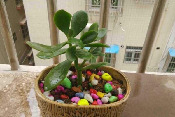 如何養(yǎng)燕子掌，養(yǎng)好燕子掌必須要掌握的技巧