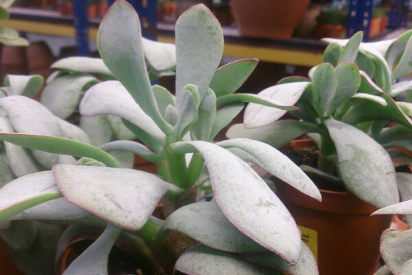 玉樹怎么養(yǎng)護，玉樹的四季養(yǎng)護方法