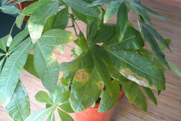 幸福樹葉子耷拉怎么辦，增光/通風(fēng)/控溫/殺蟲除菌