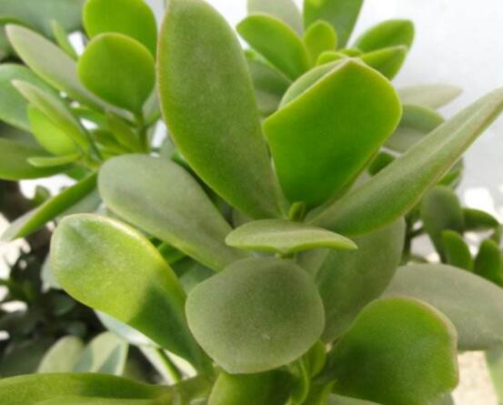 燕子掌的養(yǎng)殖方法和注意事項(xiàng)，老農(nóng)總結(jié)最實(shí)用八大養(yǎng)殖技巧