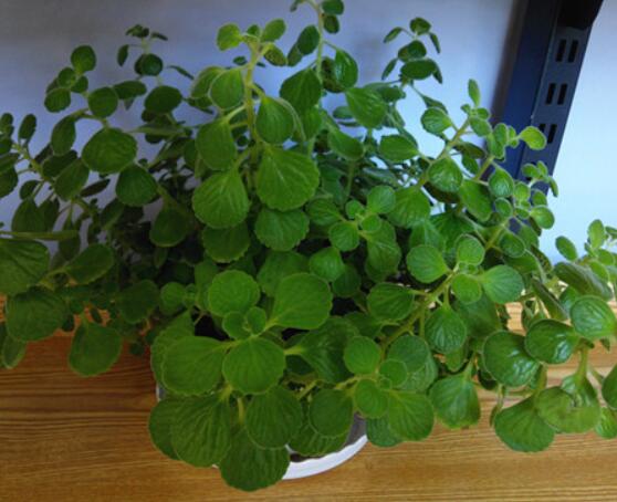 碰碰香怎么養(yǎng)茂盛，只需做好五個(gè)要點(diǎn)盆盆爆滿(mǎn)