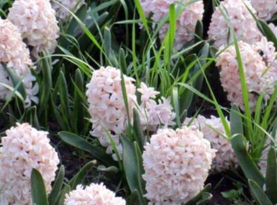 好看的風(fēng)信子圖片欣賞，姿色優(yōu)美，色彩艷麗