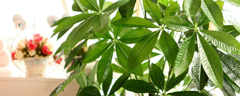 招財(cái)樹葉子發(fā)黃怎么辦