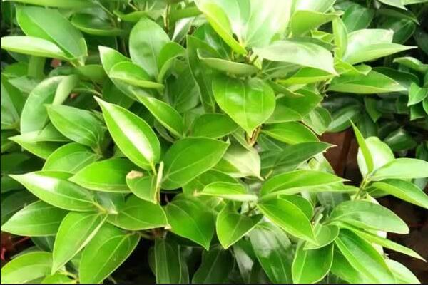 平安樹葉子發(fā)黃掉落，找到原因及時(shí)處理