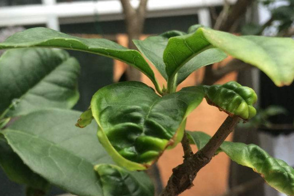 桂花葉子發(fā)黃怎么辦